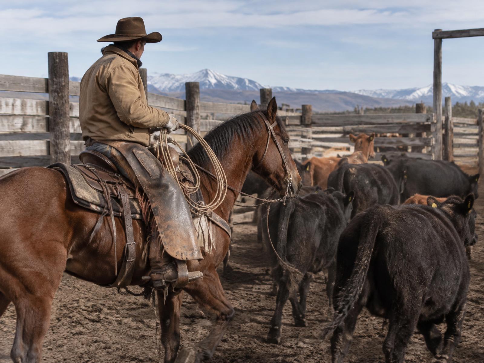 Ranch hand sorting cattle from horseback in working pens